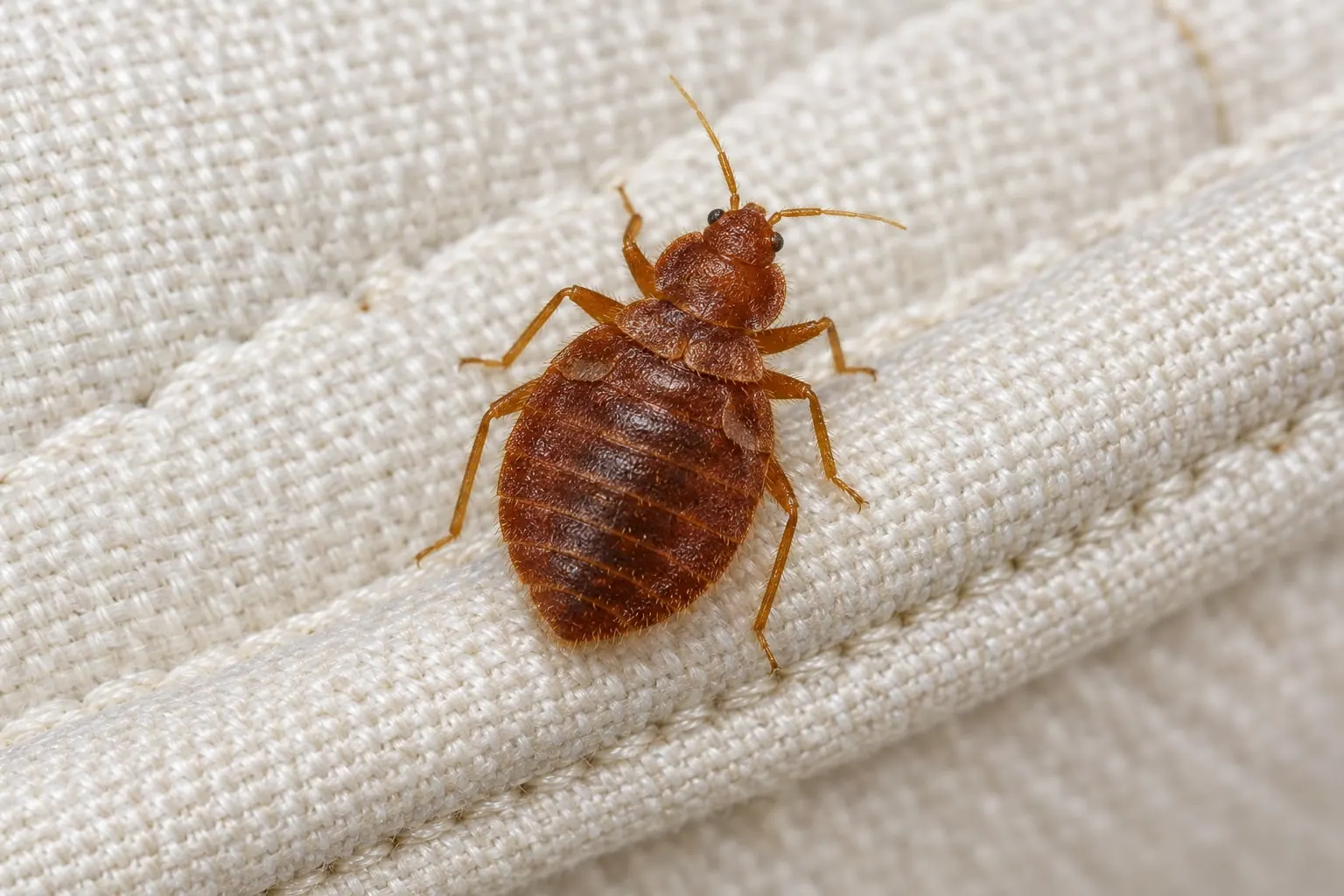 An adult bed bug on the seam of a mattress