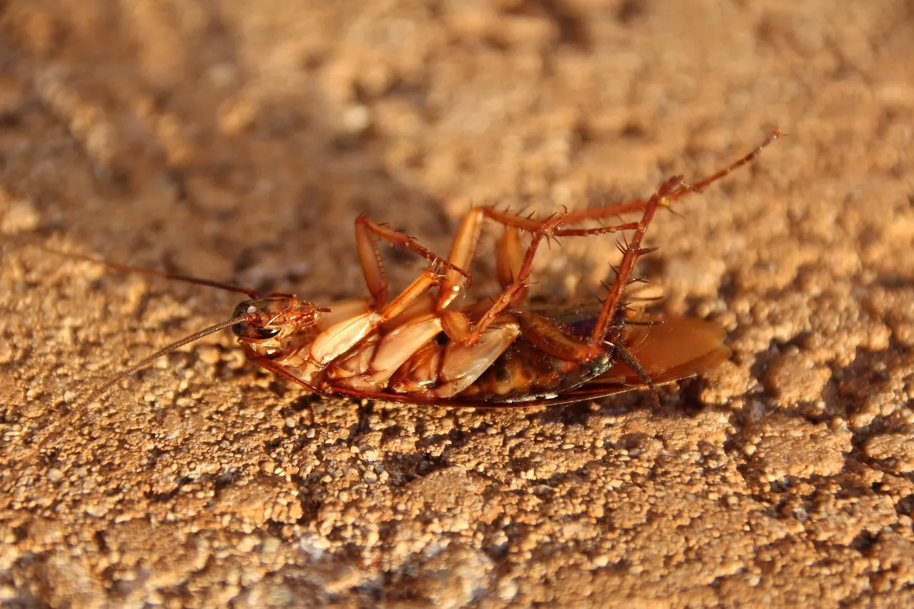 Close-up of a cockroach, illustrating professional cockroach and ant control