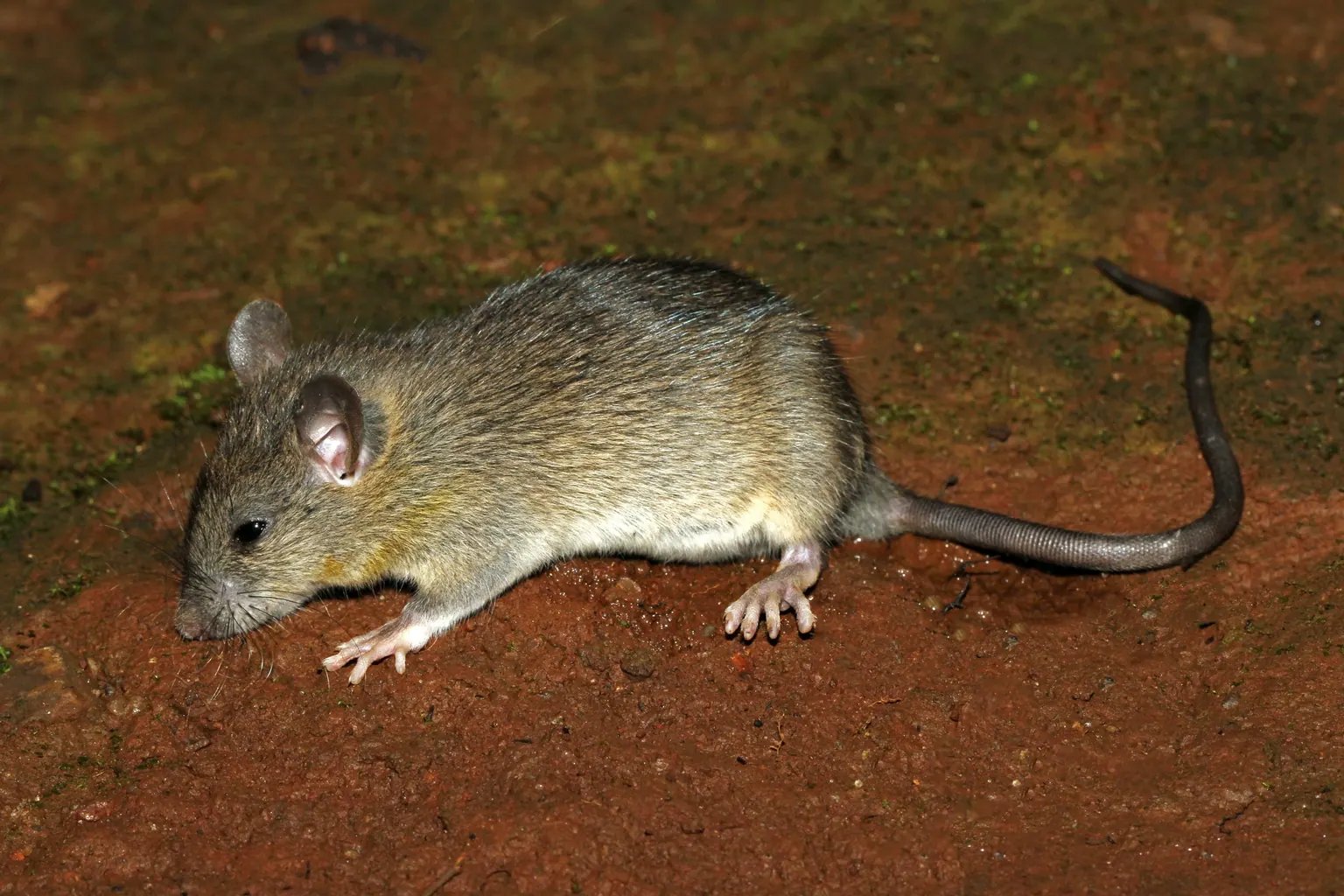 Litrato ng isang house rat sa lupa: kayumanggi ang balahibo, malaki at bilog ang tainga, matulis ang nguso, at mas mahaba ang buntot kaysa sa katawan