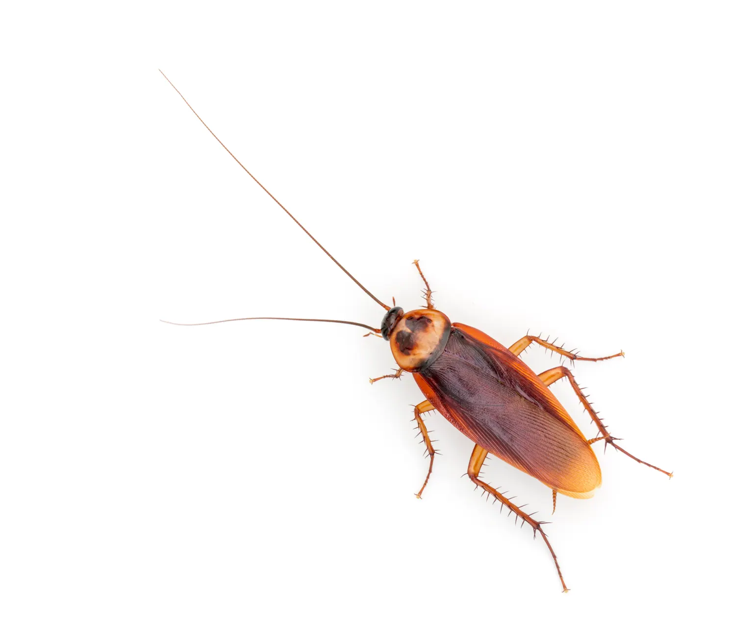 Malapitang litrato ng isang American cockroach mula sa itaas: pula-kayumanggi, may maputlang gilid ang kalasag sa likod ng ulo, mahaba ang antena at may tinik ang mga paa