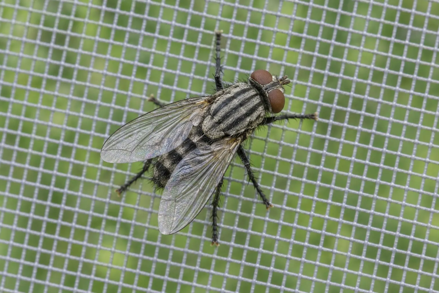 A fly resting on a window insect screen