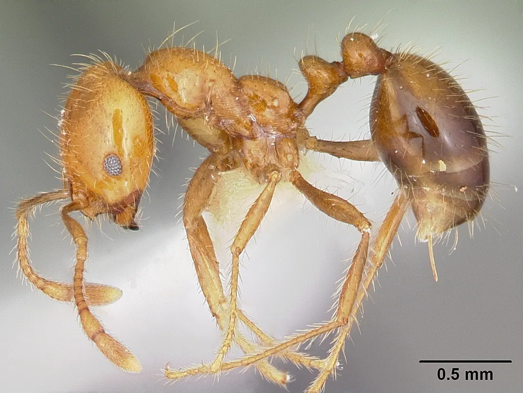 Malapitang litrato ng isang manggagawang tropical fire ant mula sa gilid: kulay-kahel na kayumanggi, makitid ang baywang na may dalawang buko, bali ang antena, at may tinik sa dulo ng tiyan
