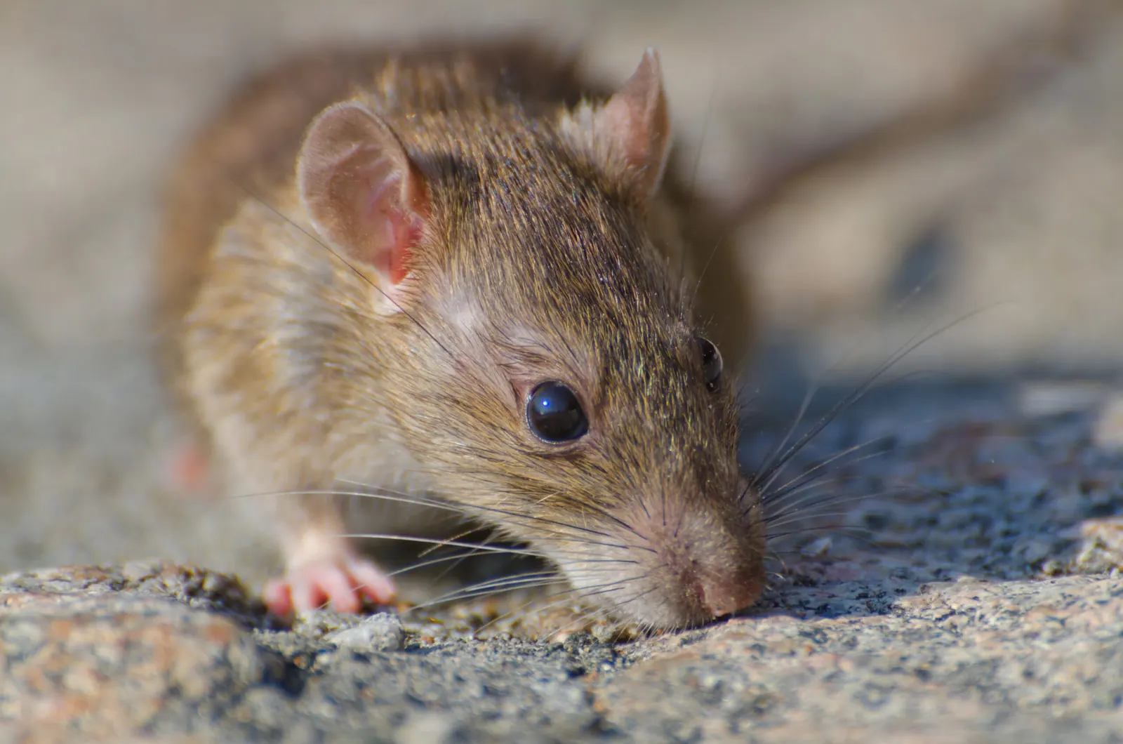 A brown rat on concrete ground