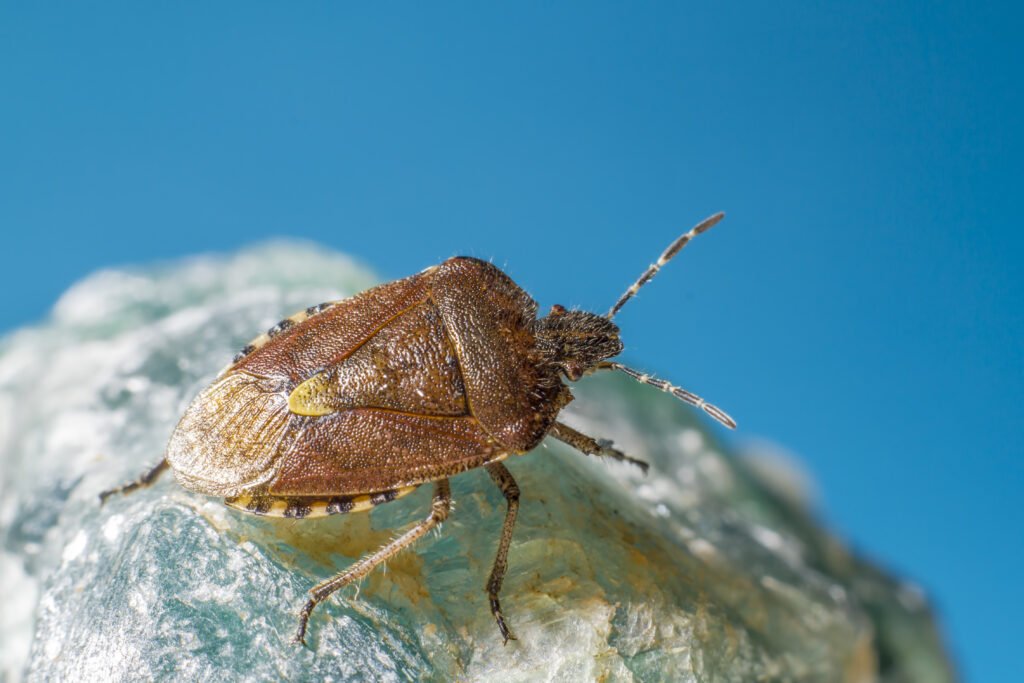 Bed bug on a surface to illustrate bed bug treatment and eradication services.