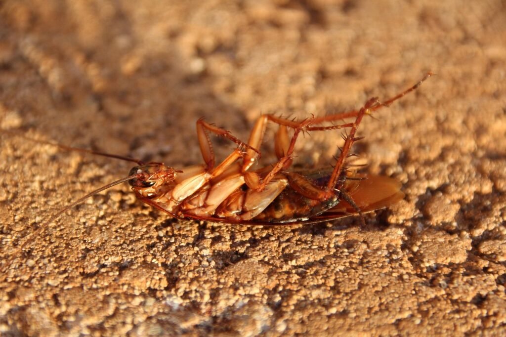Close-up of a cockroach to illustrate professional cockroach and ant control efforts.